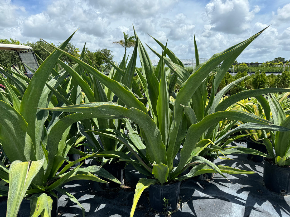 False Agave, Green Giant, Furcraea Foetida