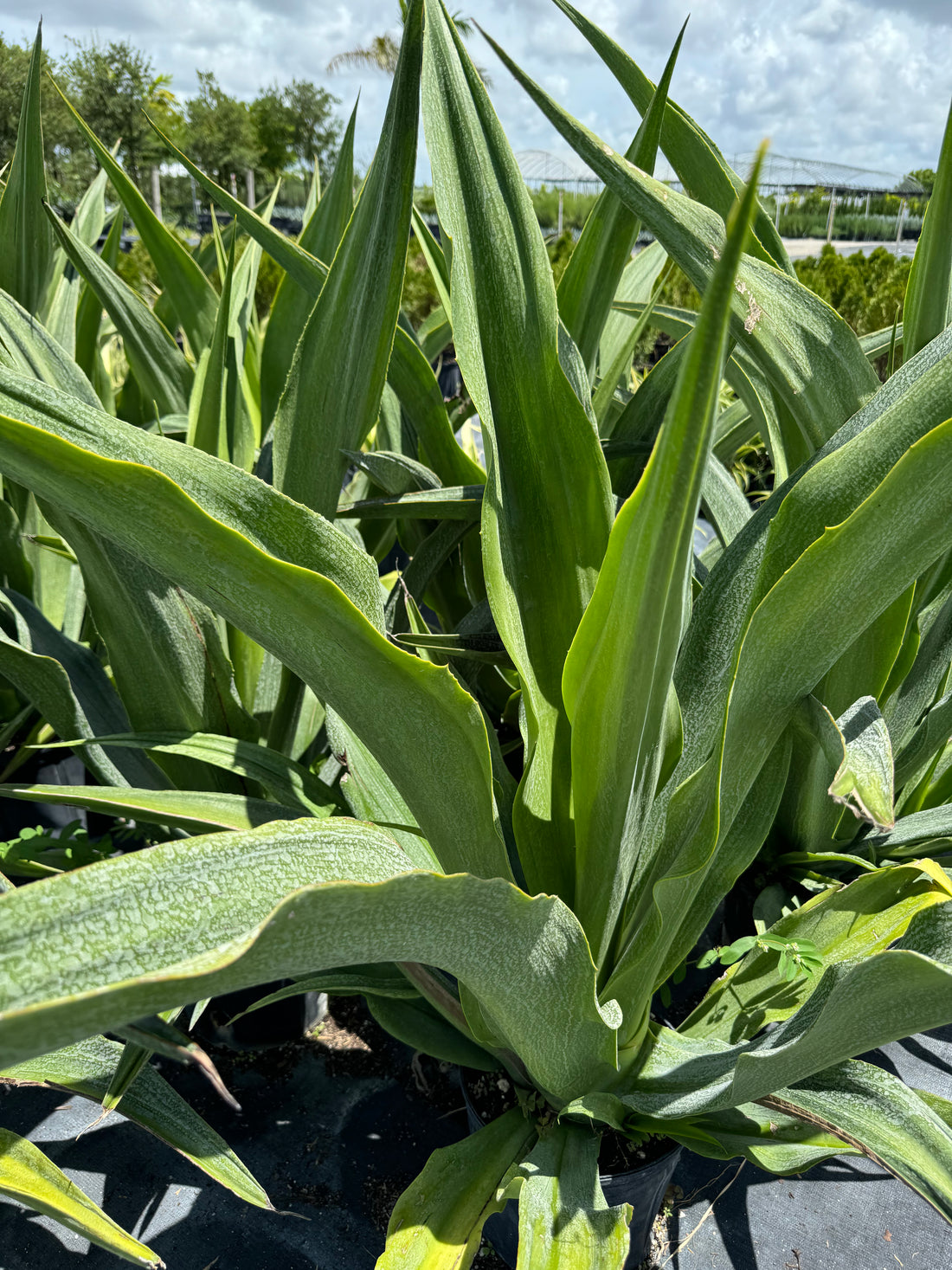 False Agave, Green Giant, Furcraea Foetida