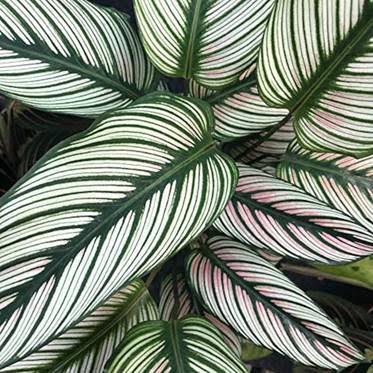 Calathea Burle Marxii Prayer Plant