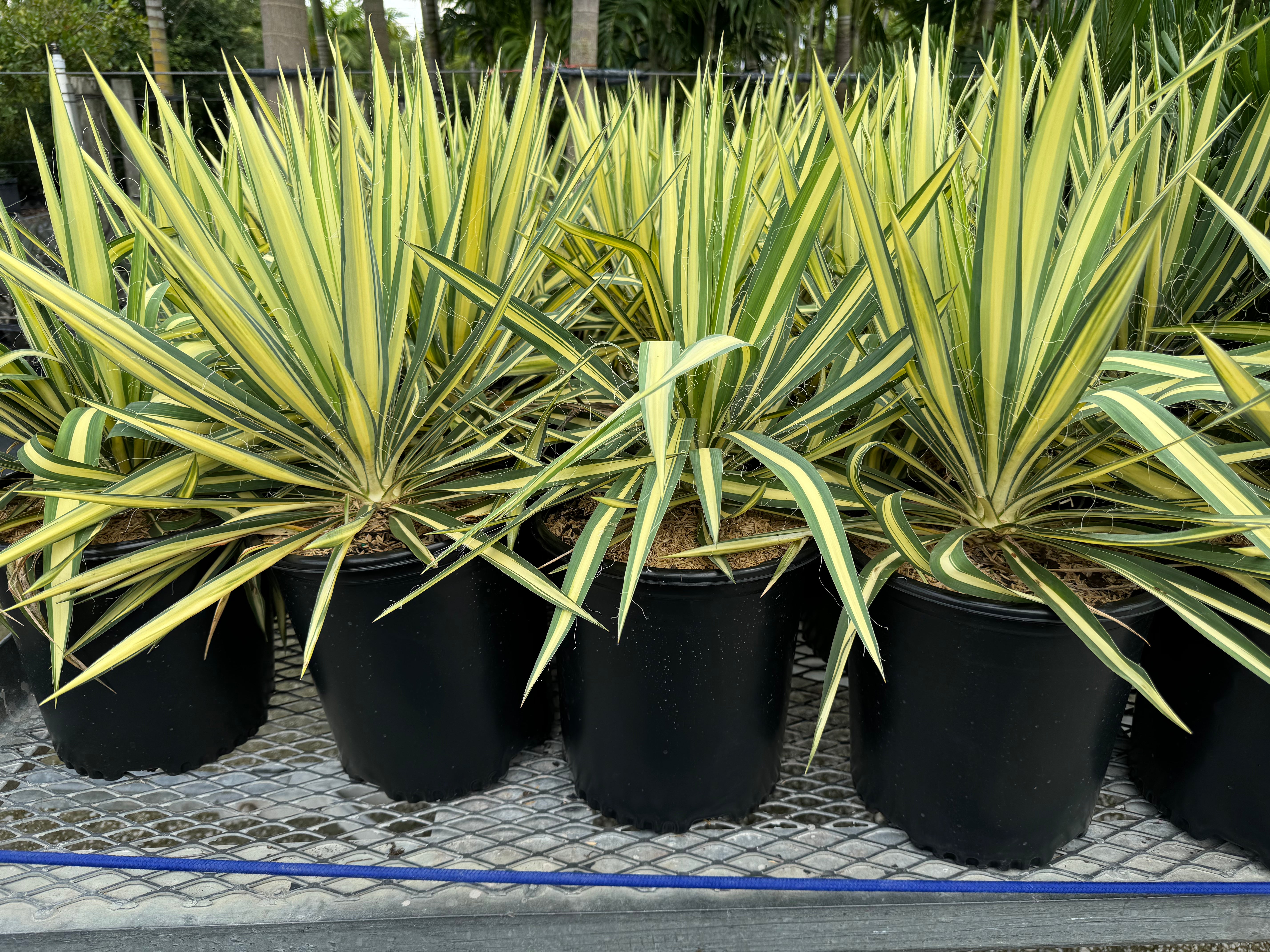 can yucca plants grow in shade Yucca Filamentosa 'Color Guard' Adam's Needle