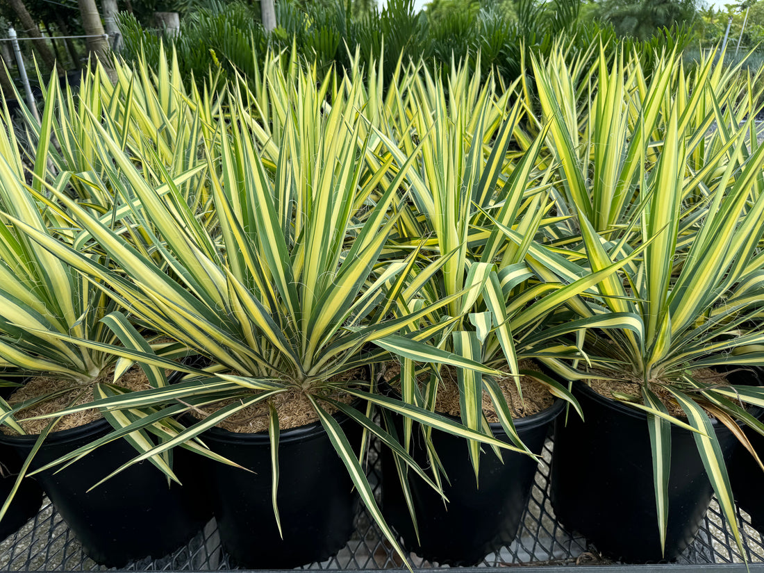 Yucca Filamentosa &