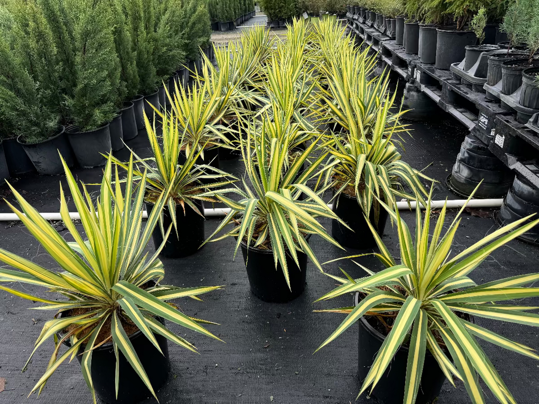 A group of young potted Yucca filamentosa plants with striking sword-shaped leaves featuring bright yellow centers and green margins, growing in black nursery pots