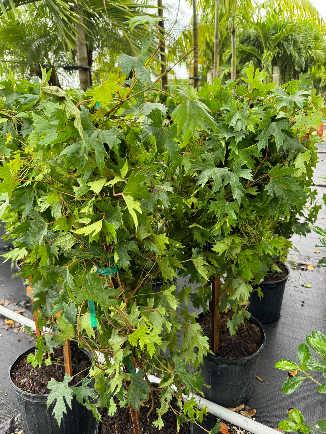 Muscadine Carlos Grape Vine, Muscadinia Vitus Rotundifolia