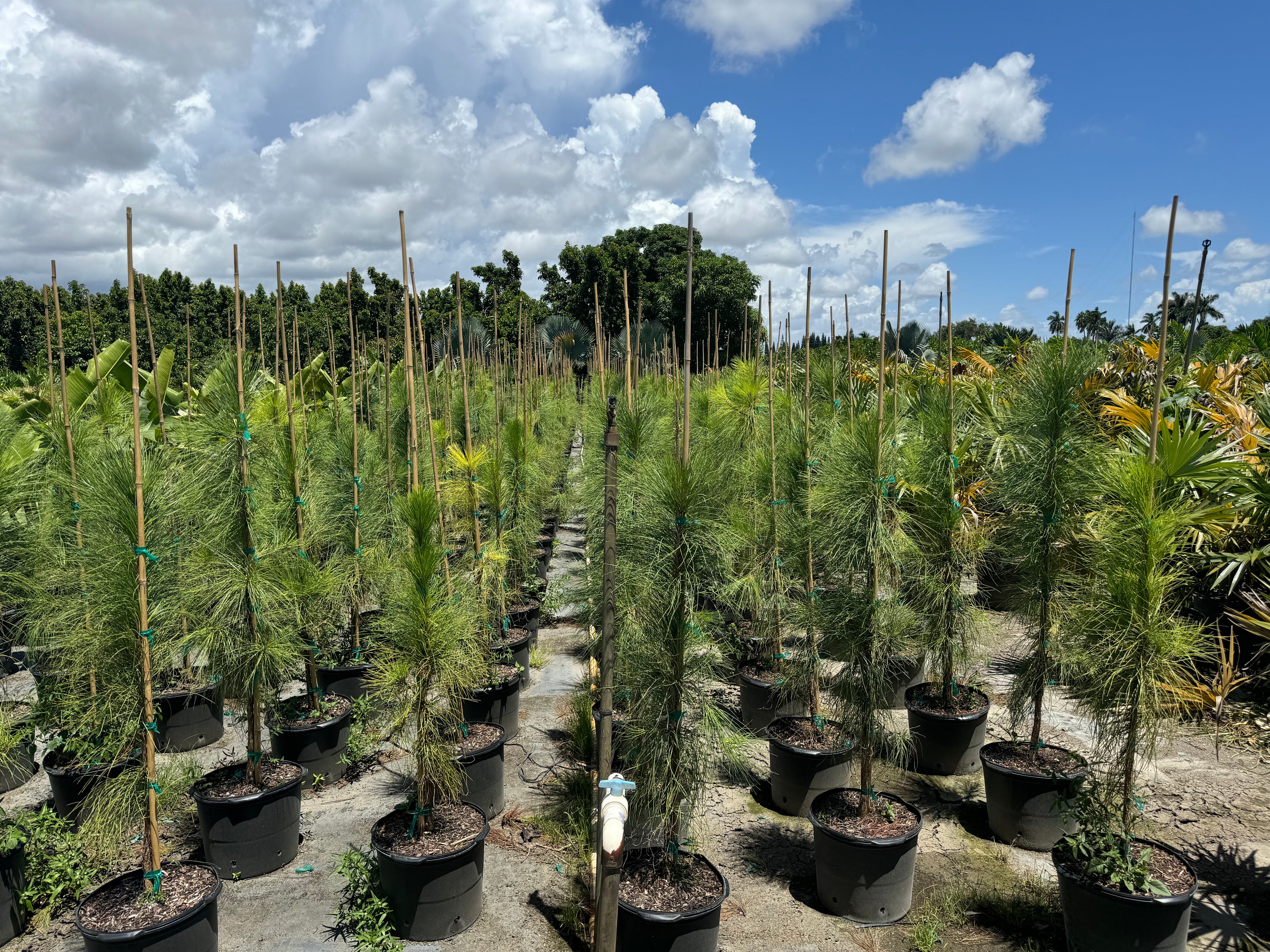 South Florida Slash Pine, Pinus Elliottii Densa