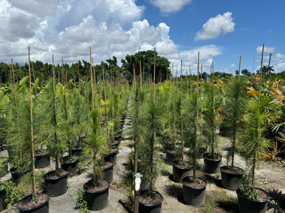 South Florida Slash Pine, Pinus Elliottii Densa