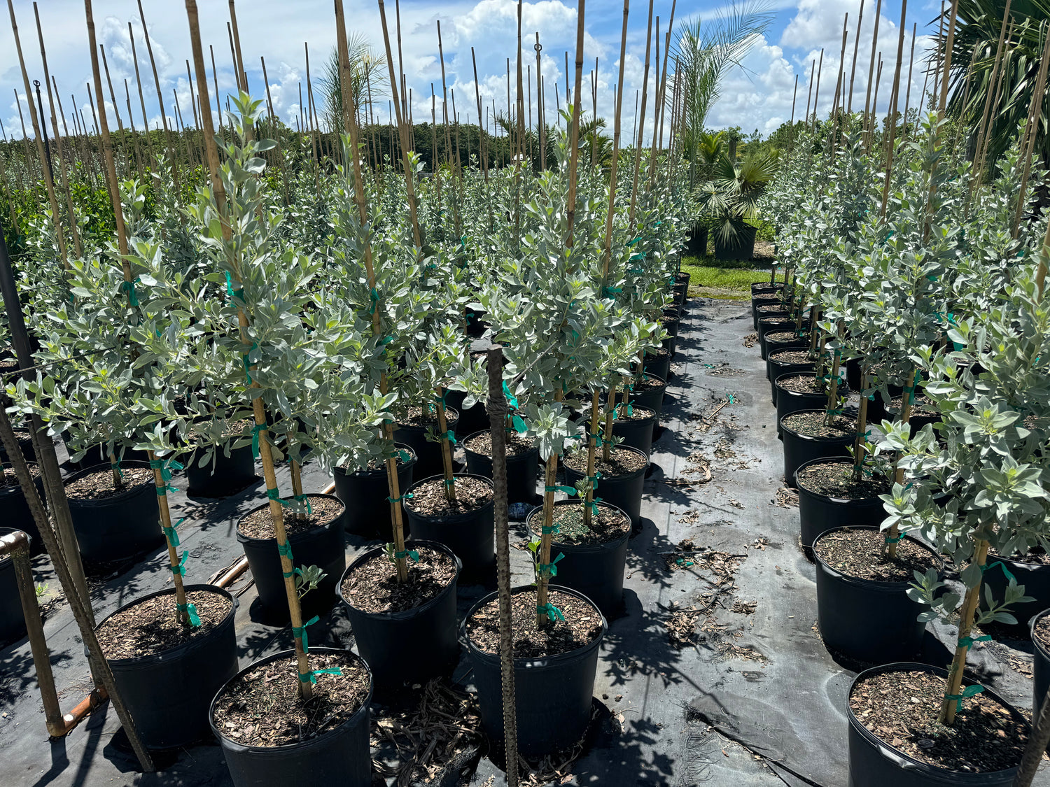 Silver Buttonwood Tree Form