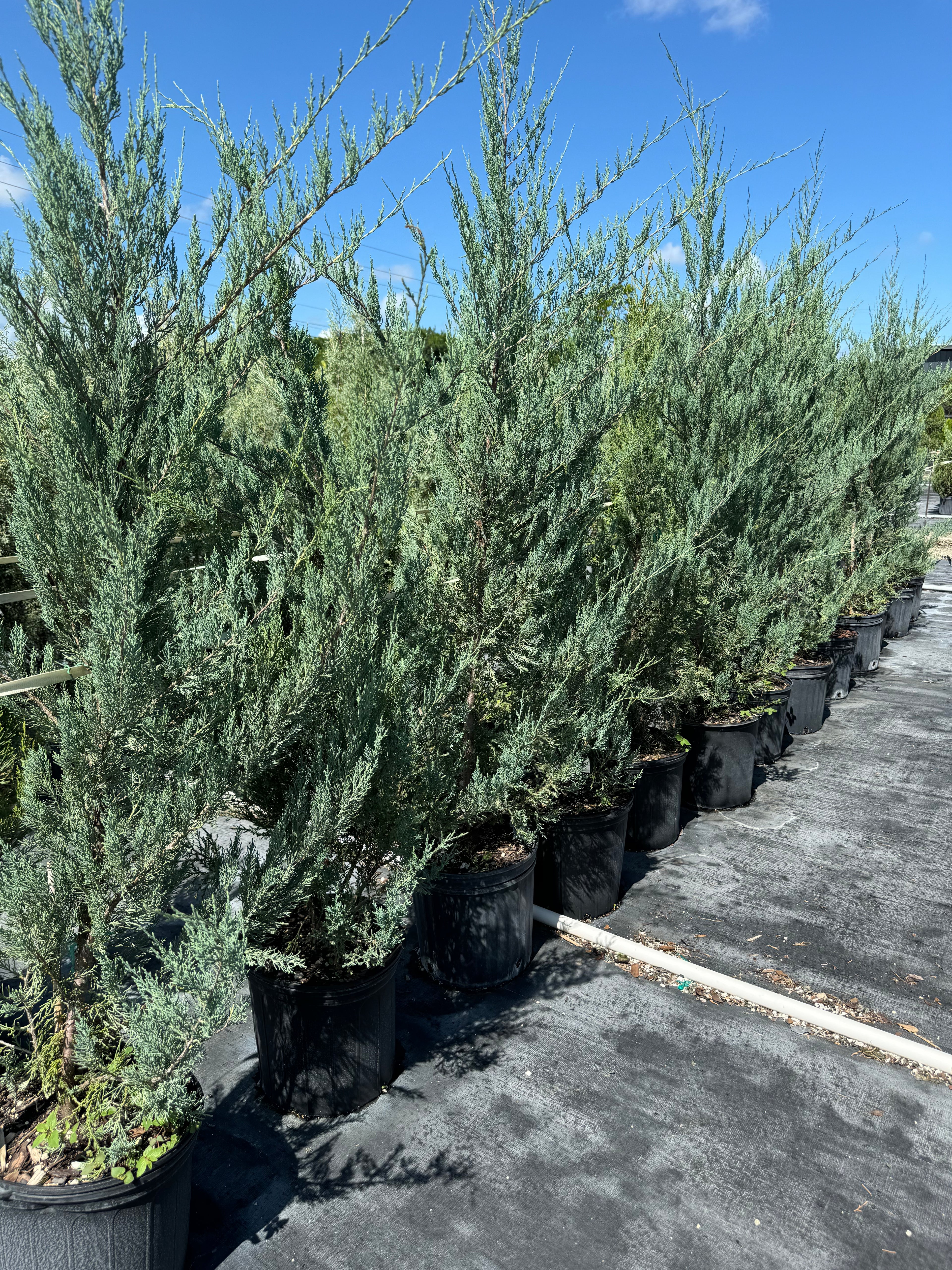 Skyrocket Juniper Tree Rocky Mountain