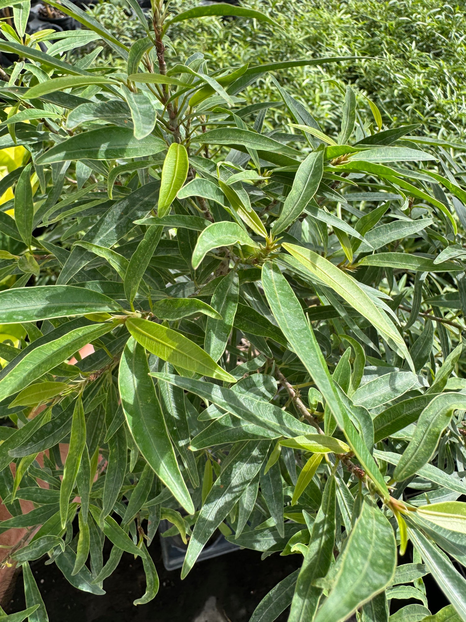 leaves of Ficus Salicifolia, Bonsai Tree