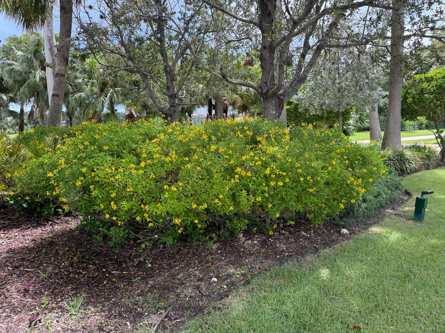 Golden Thryallis, Shower of Gold Flowering Shrub