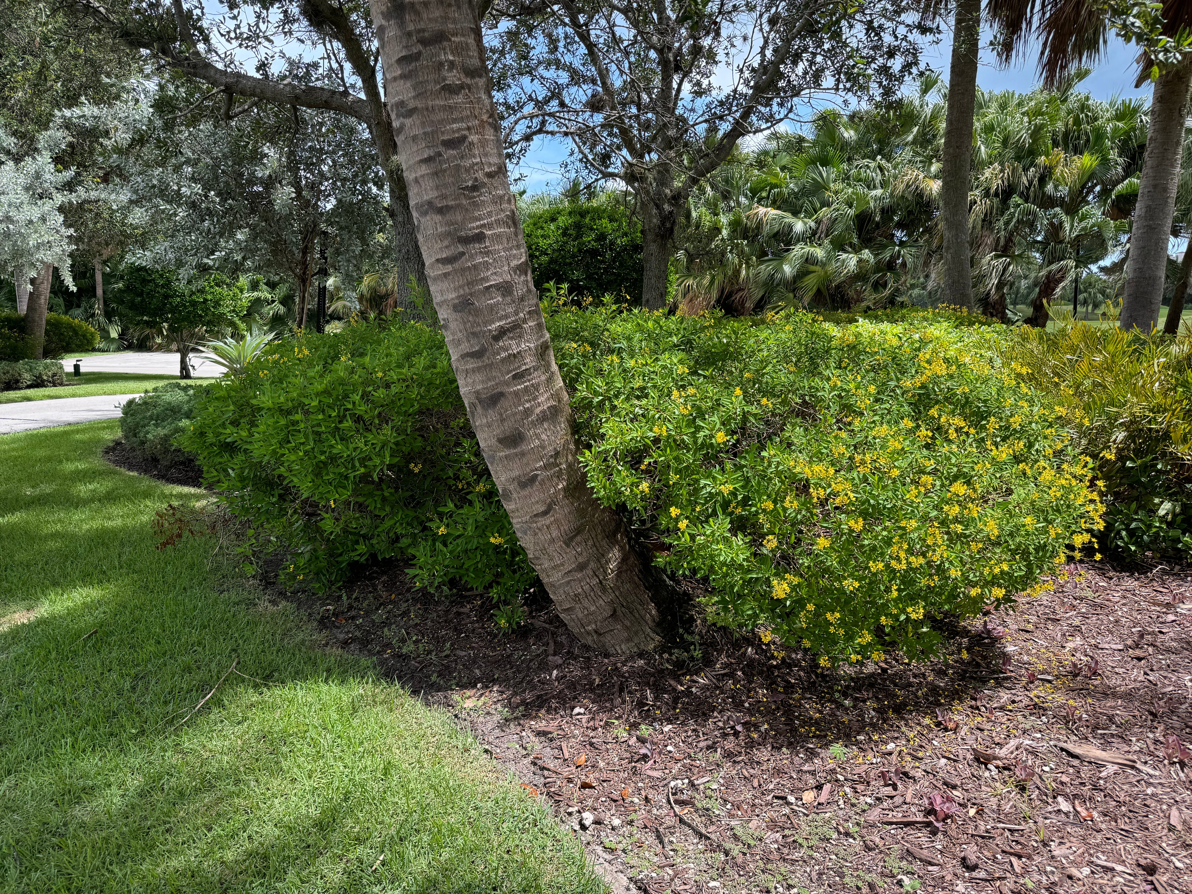 Golden Thryallis, Shower of Gold Flowering Shrub