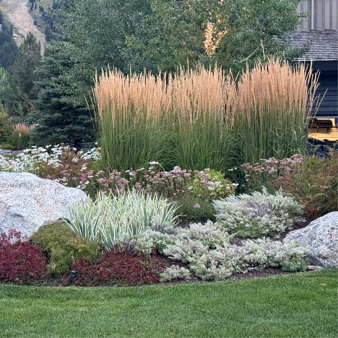 Feather Reed Grass, Karl Foerster in garden setting with other flowers plants
