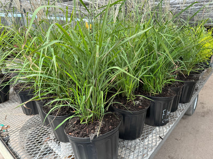 Flame Grass, Miscanthus Purpurascens