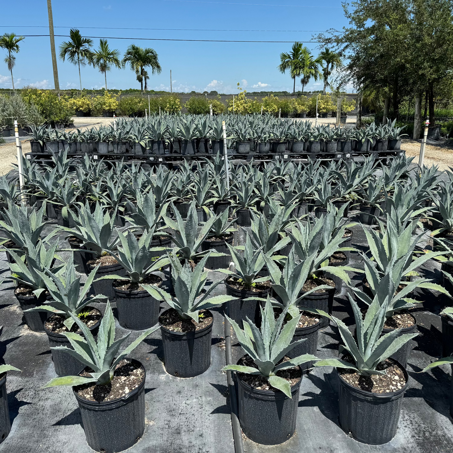 agave plant with snake like growths at top Agave Tequilana, Blue Agave Americana, Century Plant