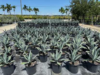 Super Blue Agave Americana, Century Plant