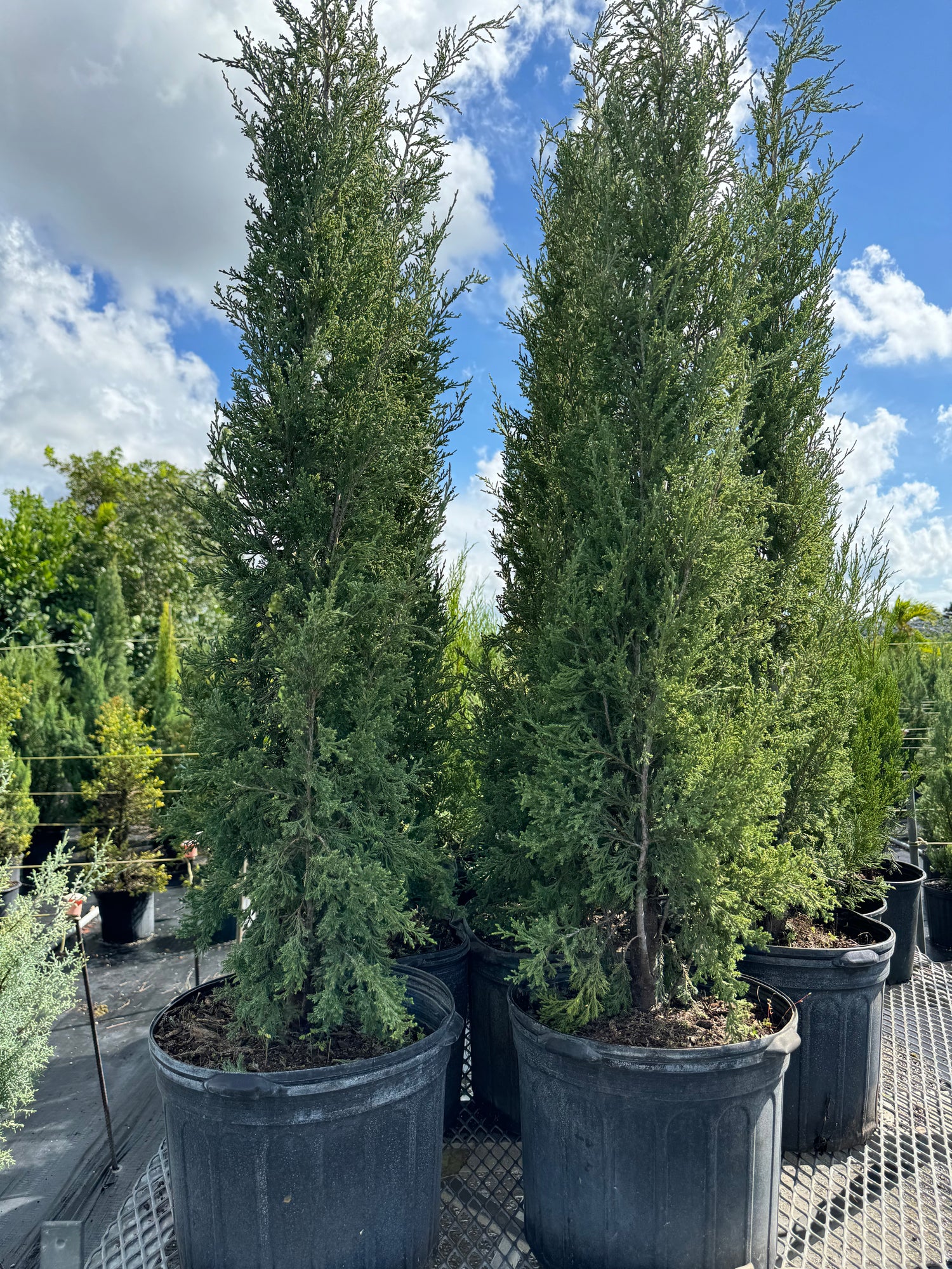 Taylor Juniper Tree, Eastern Red Cedar