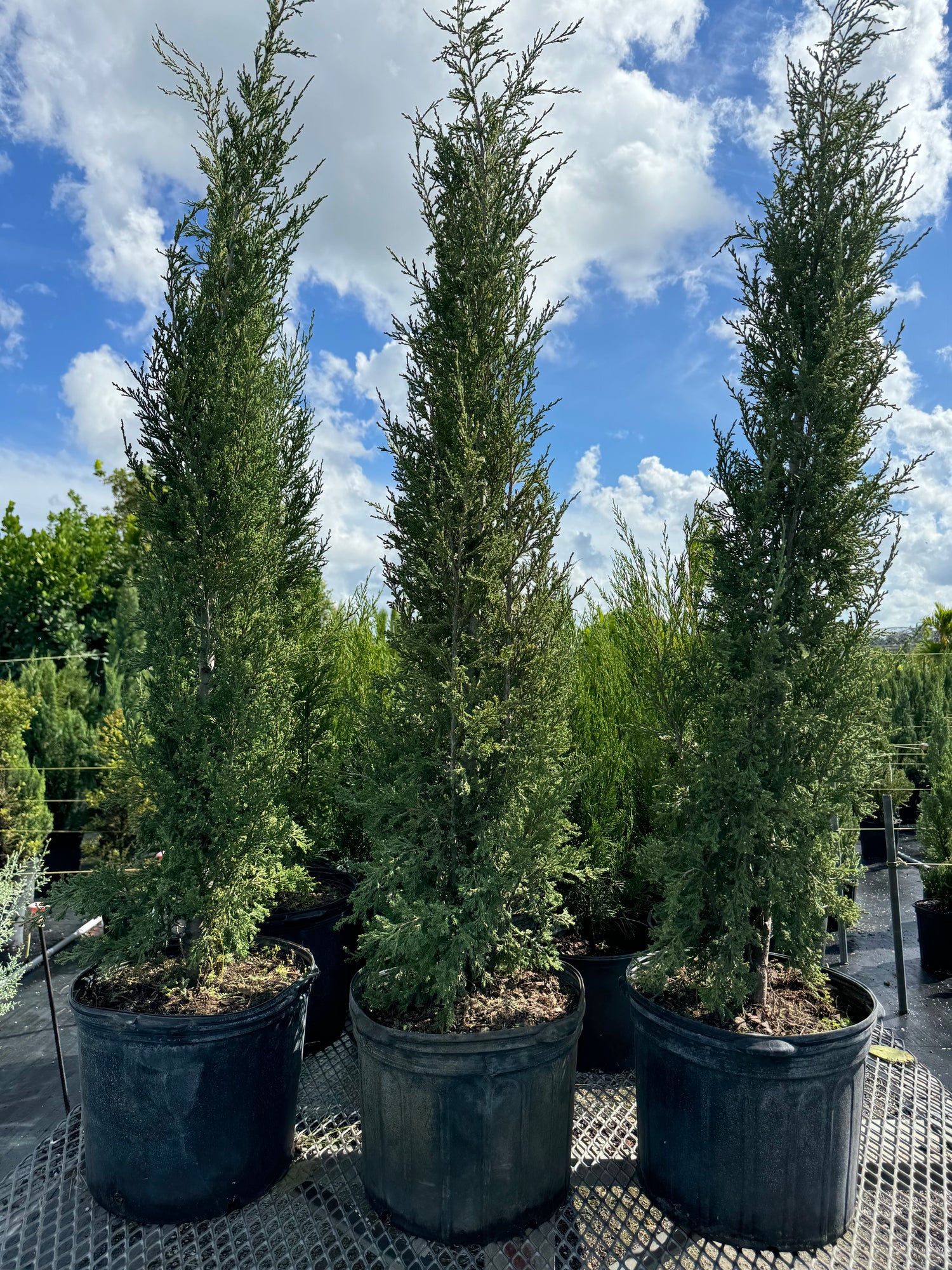 Taylor Juniper Tree, Eastern Red Cedar