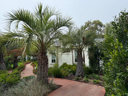 Pindo Palm, Jelly Palm, Cocos Australis