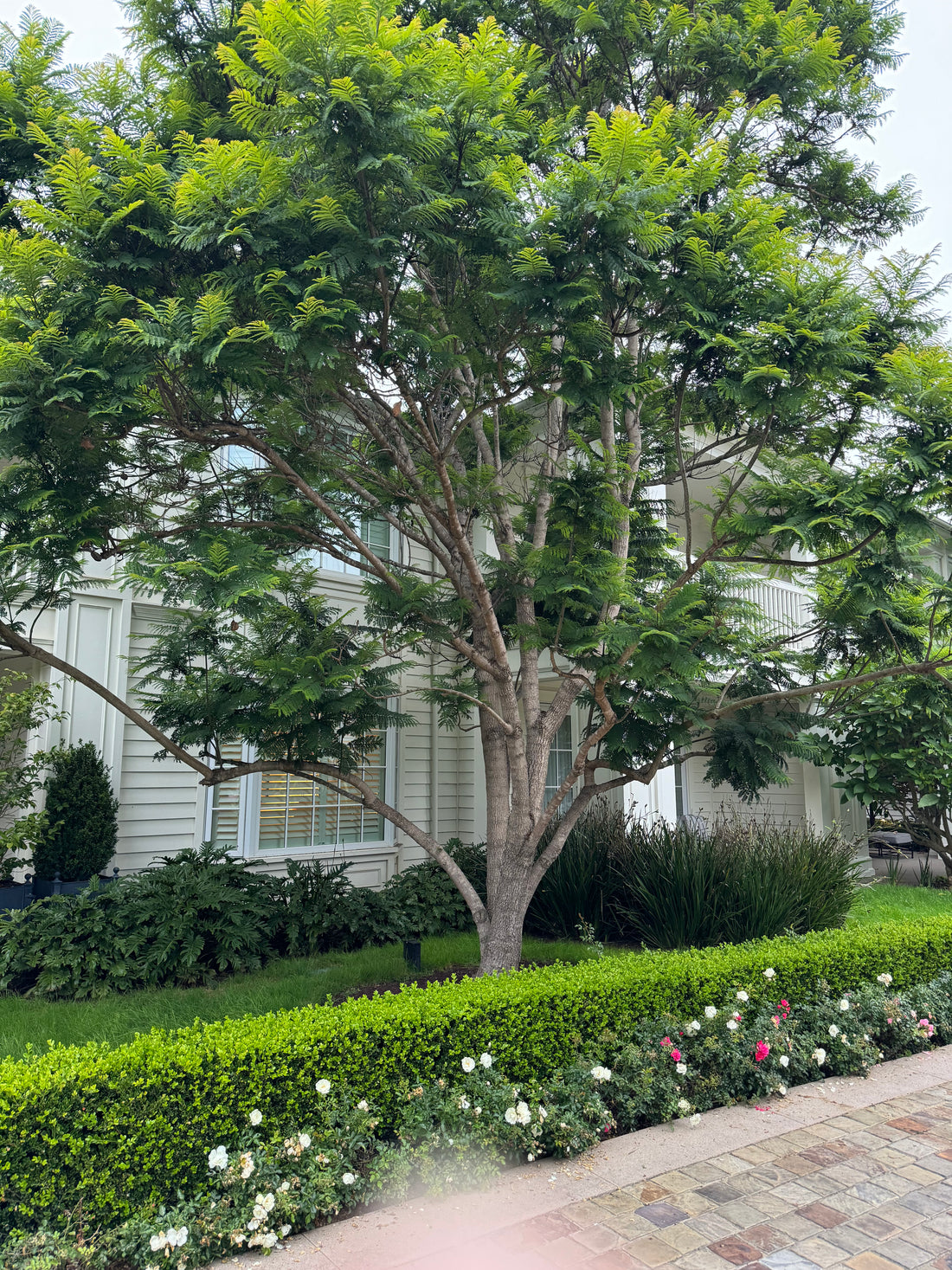 Purple Jacaranda Mimosifolia Multi Stem, Flowering Tree