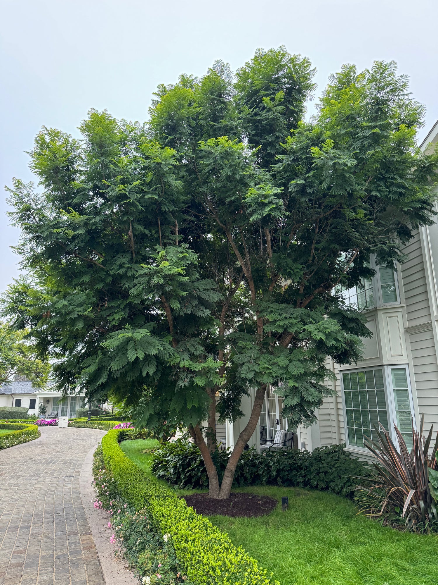 Purple Jacaranda Mimosifolia Multi Stem, Flowering Tree