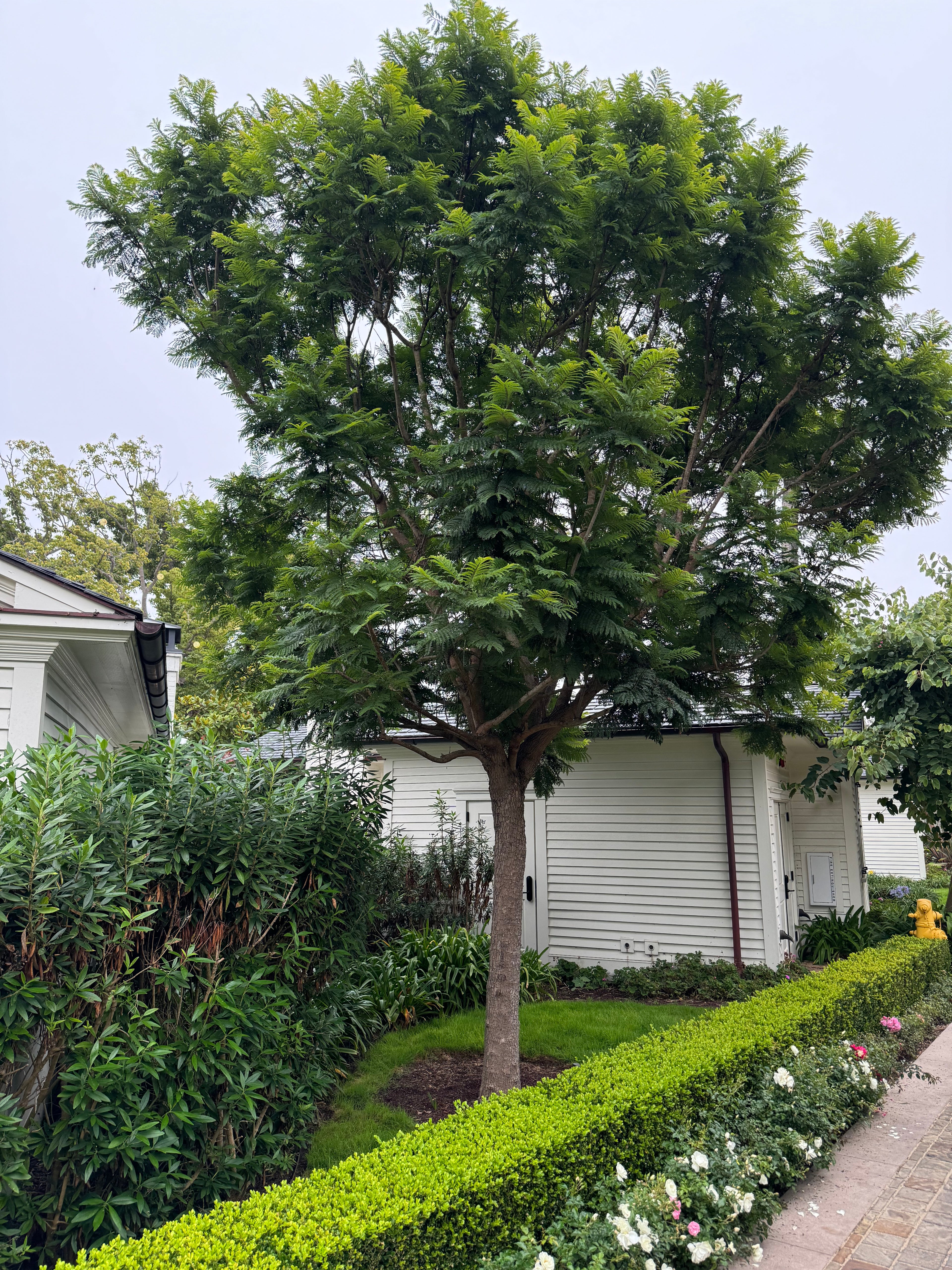 Purple Jacaranda Mimosifolia Flowering Tree