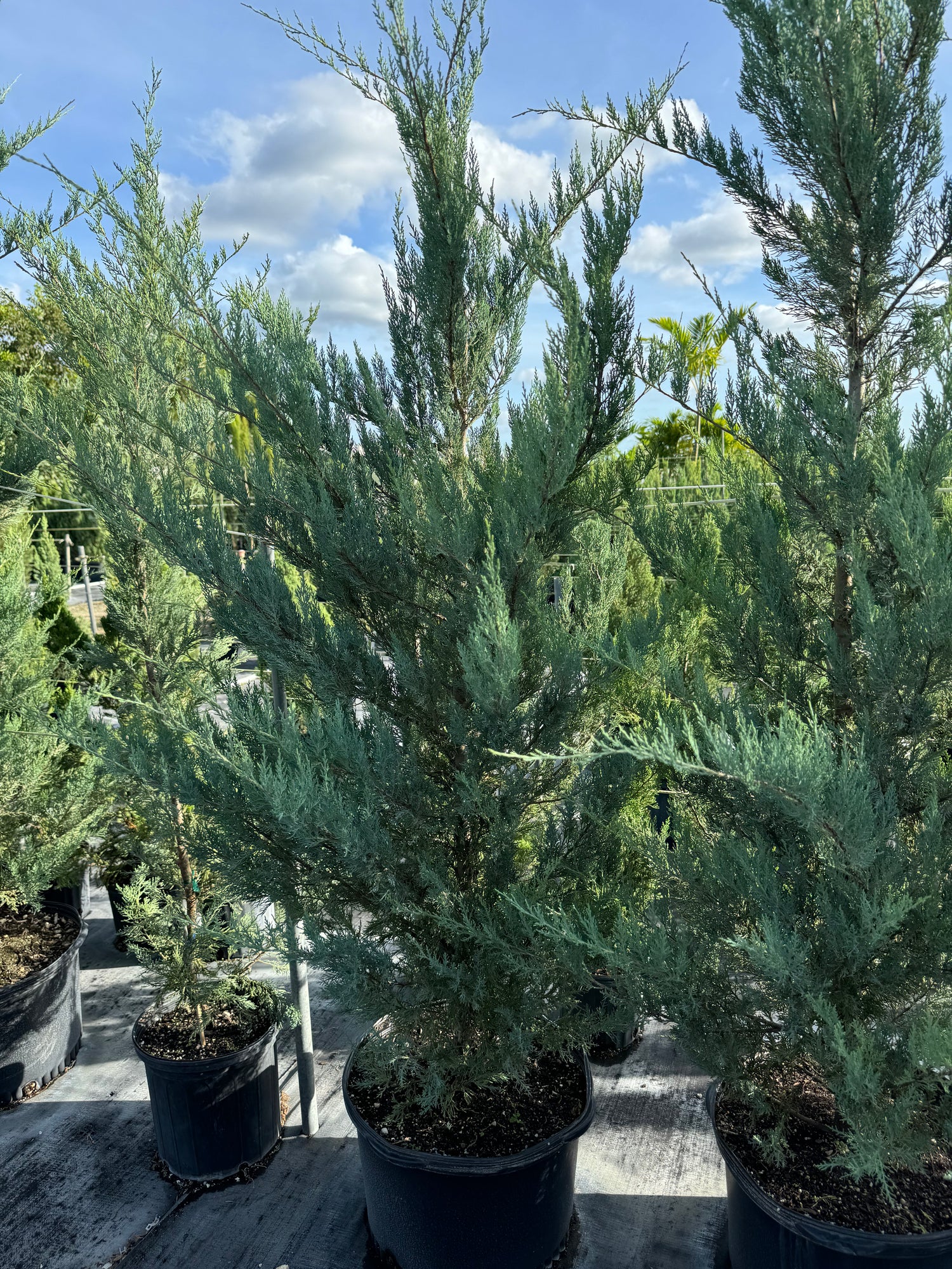 Burkii Juniper, Eastern Red Cedar