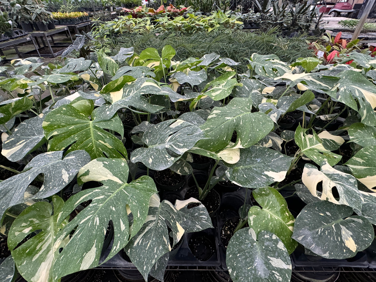 Monstera Thai Constellation Variegated