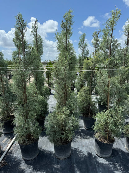 Topiary Spiral Blue Ice Arizona Cypress