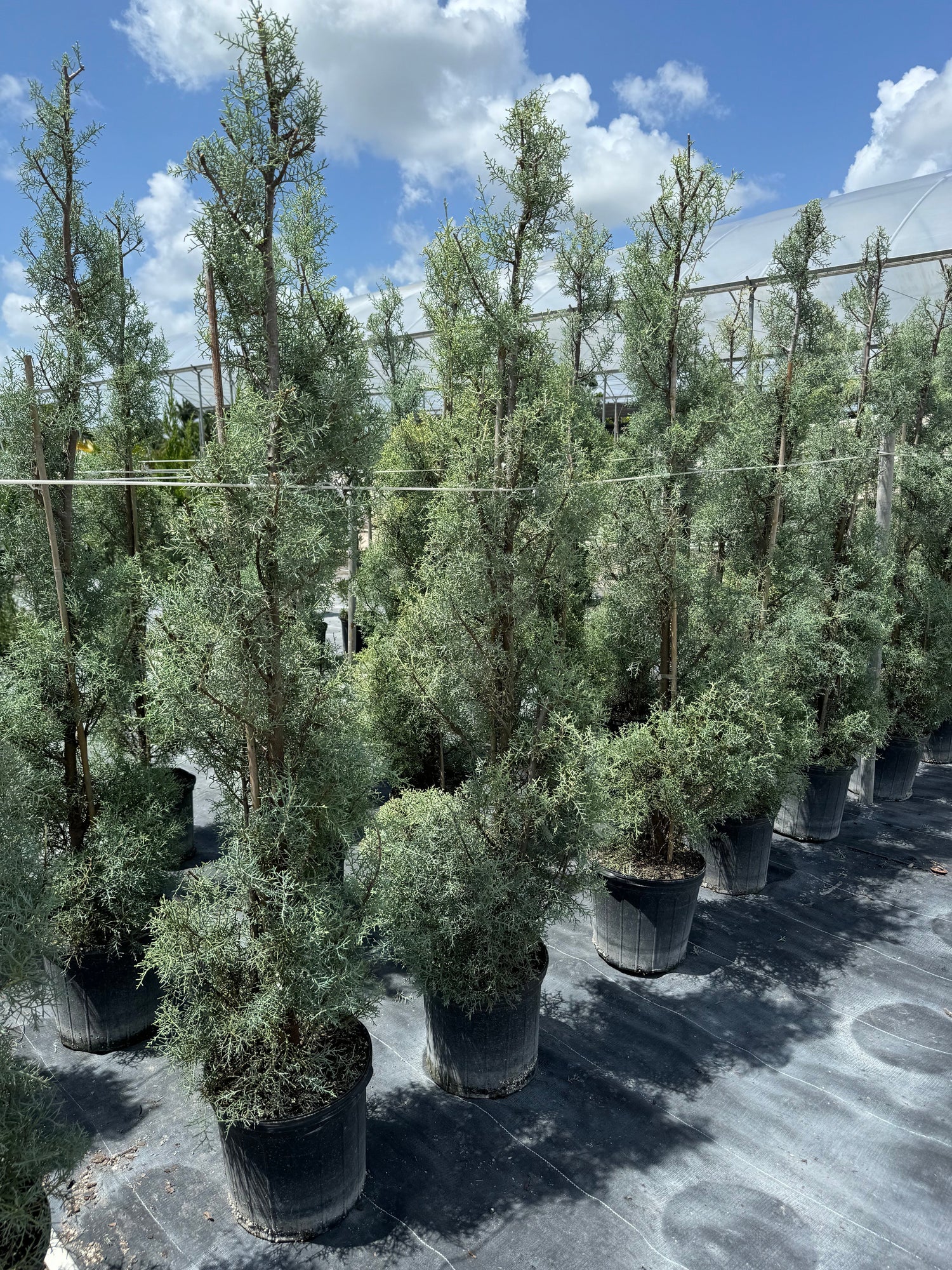 Topiary Spiral Blue Ice Arizona Cypress