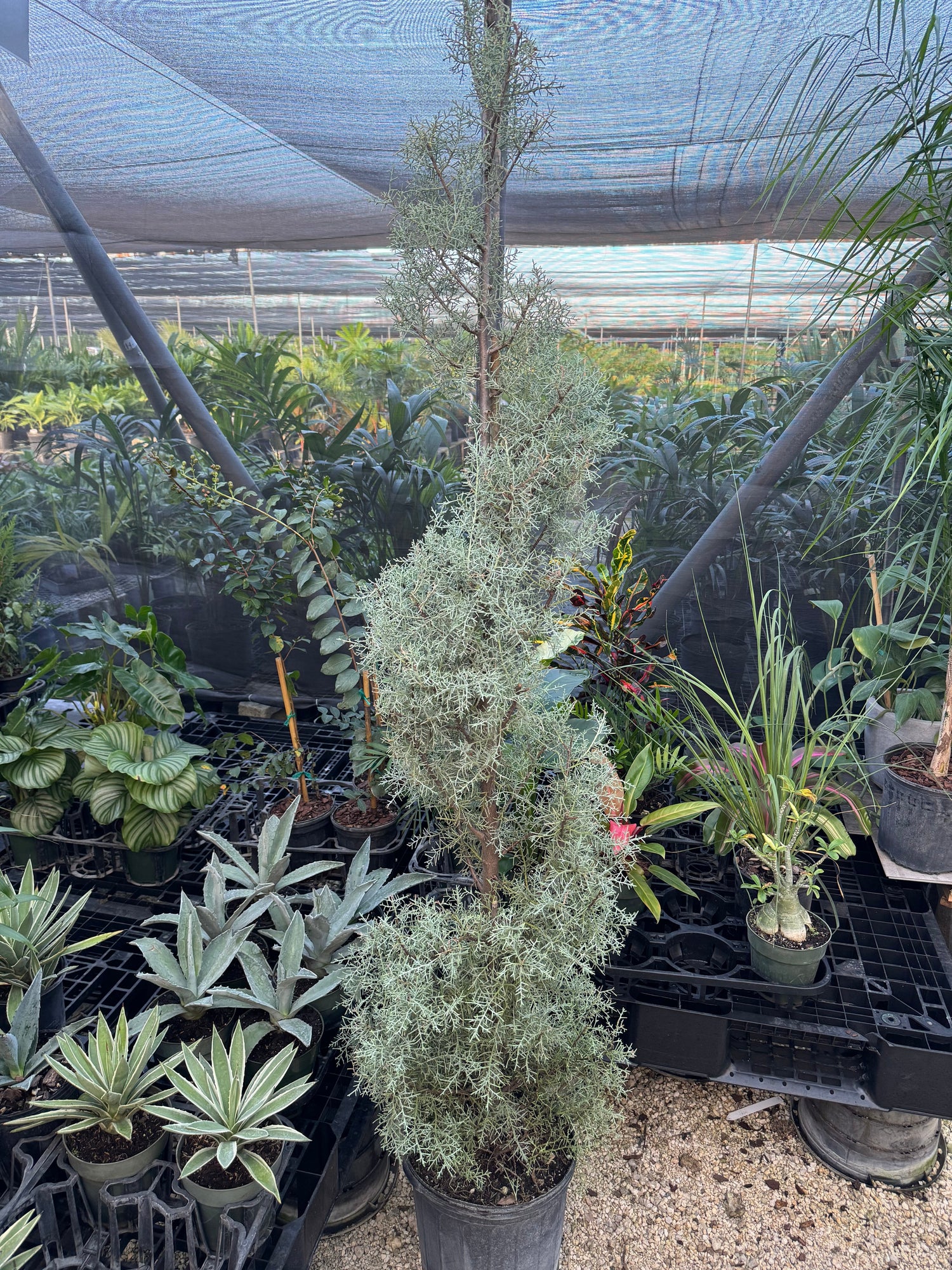 Topiary Spiral Blue Ice Arizona Cypress