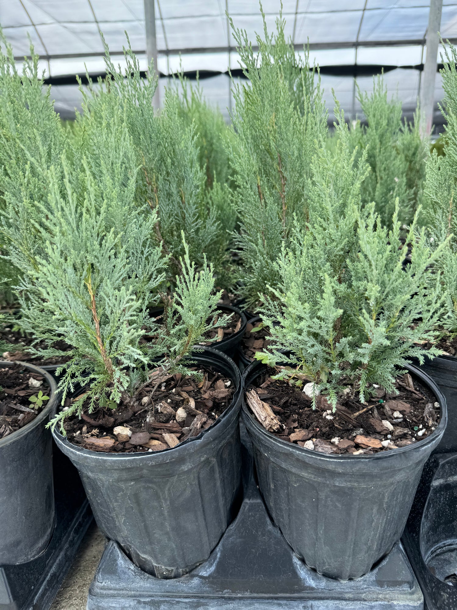 Medora Juniper, Rocky Mountain Juniperus scopulorum