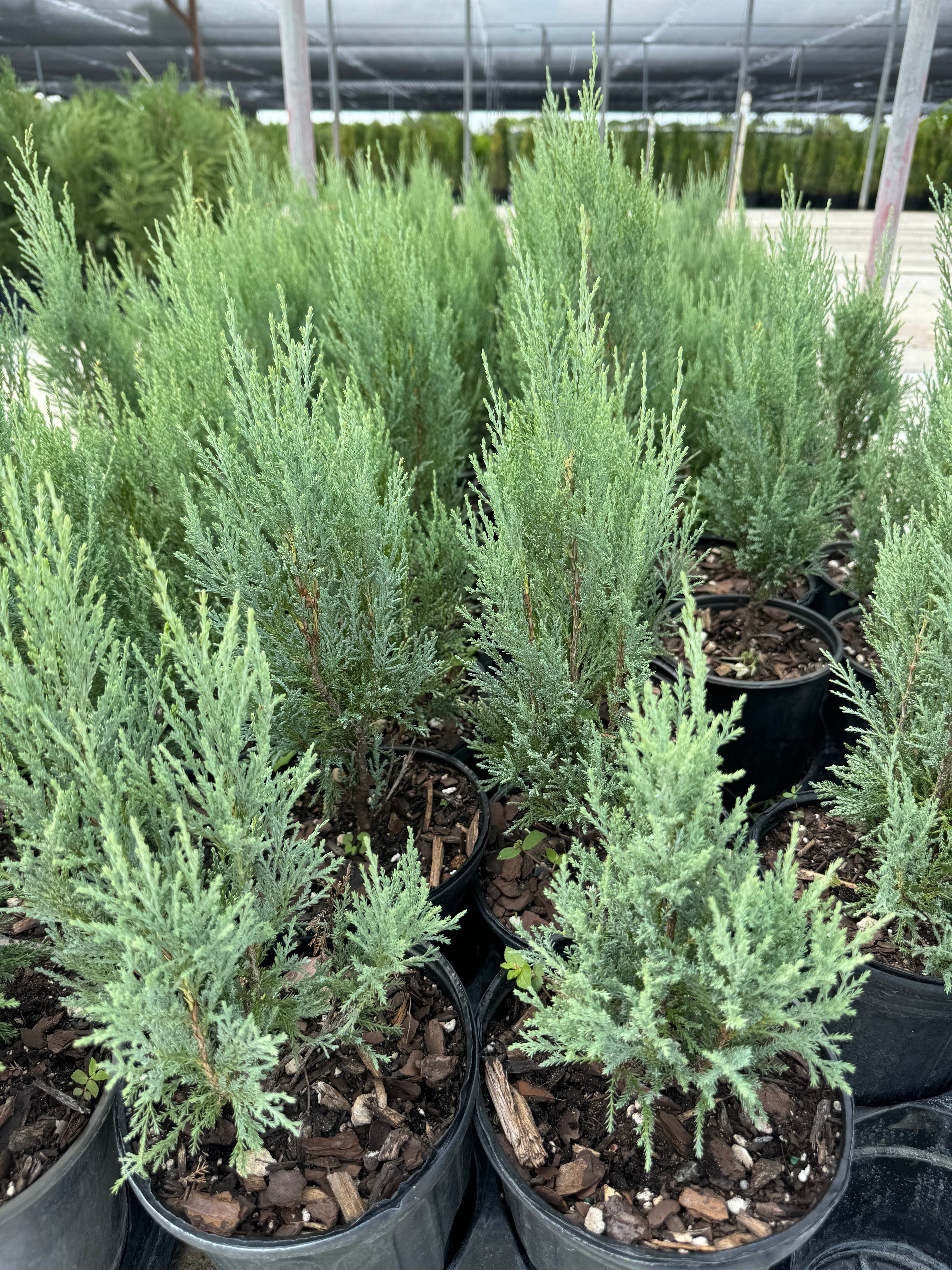 Medora Juniper, Rocky Mountain Juniperus scopulorum