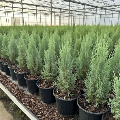 Rows of tall, slender Medora Juniper  trees with dense blue-green foliage, planted in black nursery pots