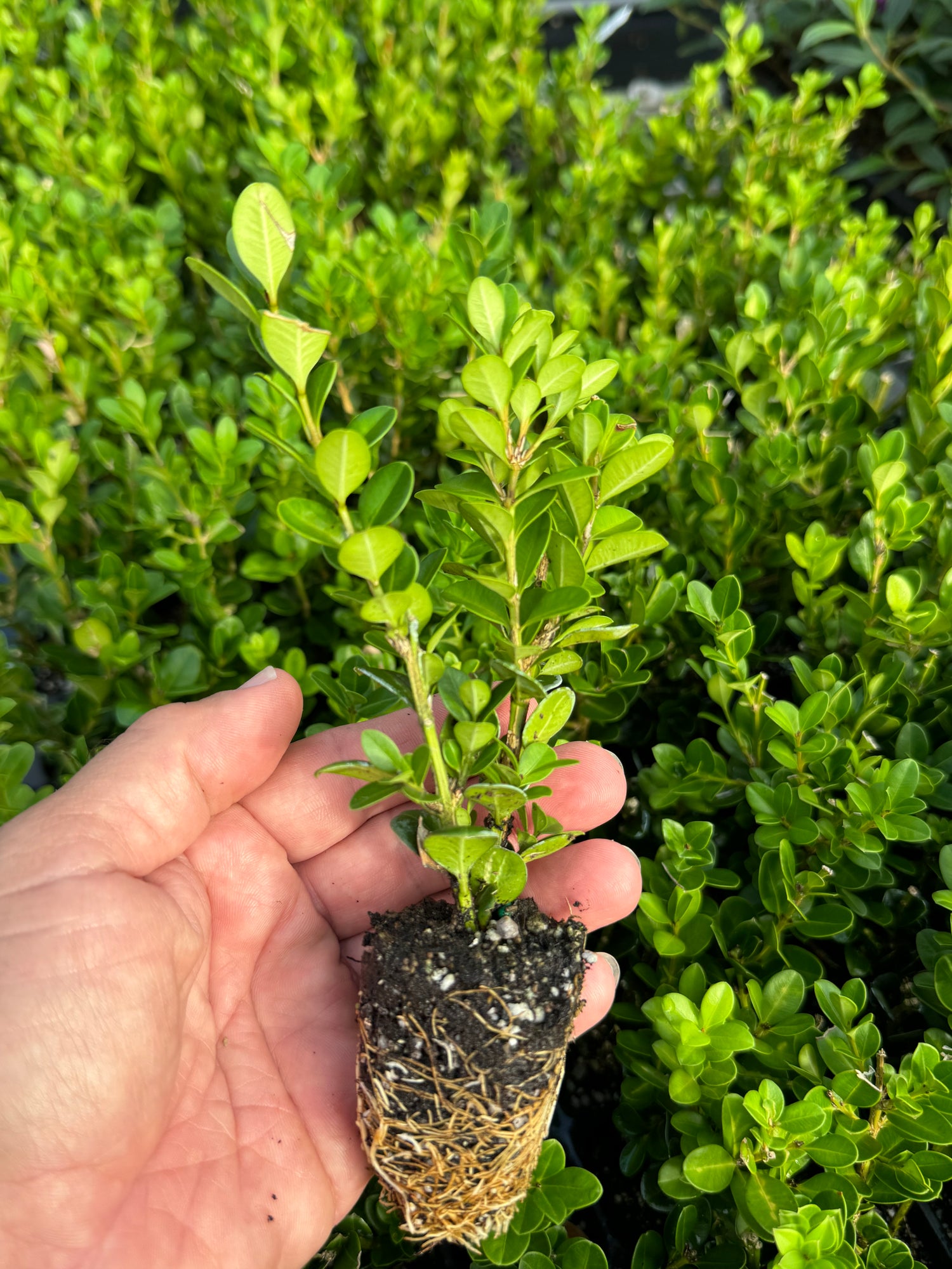 Winter Green Boxwood Shrub