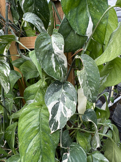 Pothos Albo Variegated in Trellis leaves