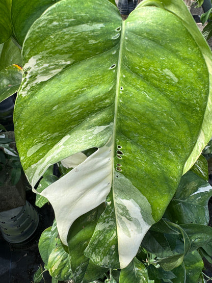 Pothos Albo Variegated in Trellis