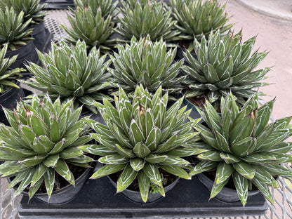 queen victoria succulent Agave Queen Victoria Reginae Porcupine – Eureka Farms