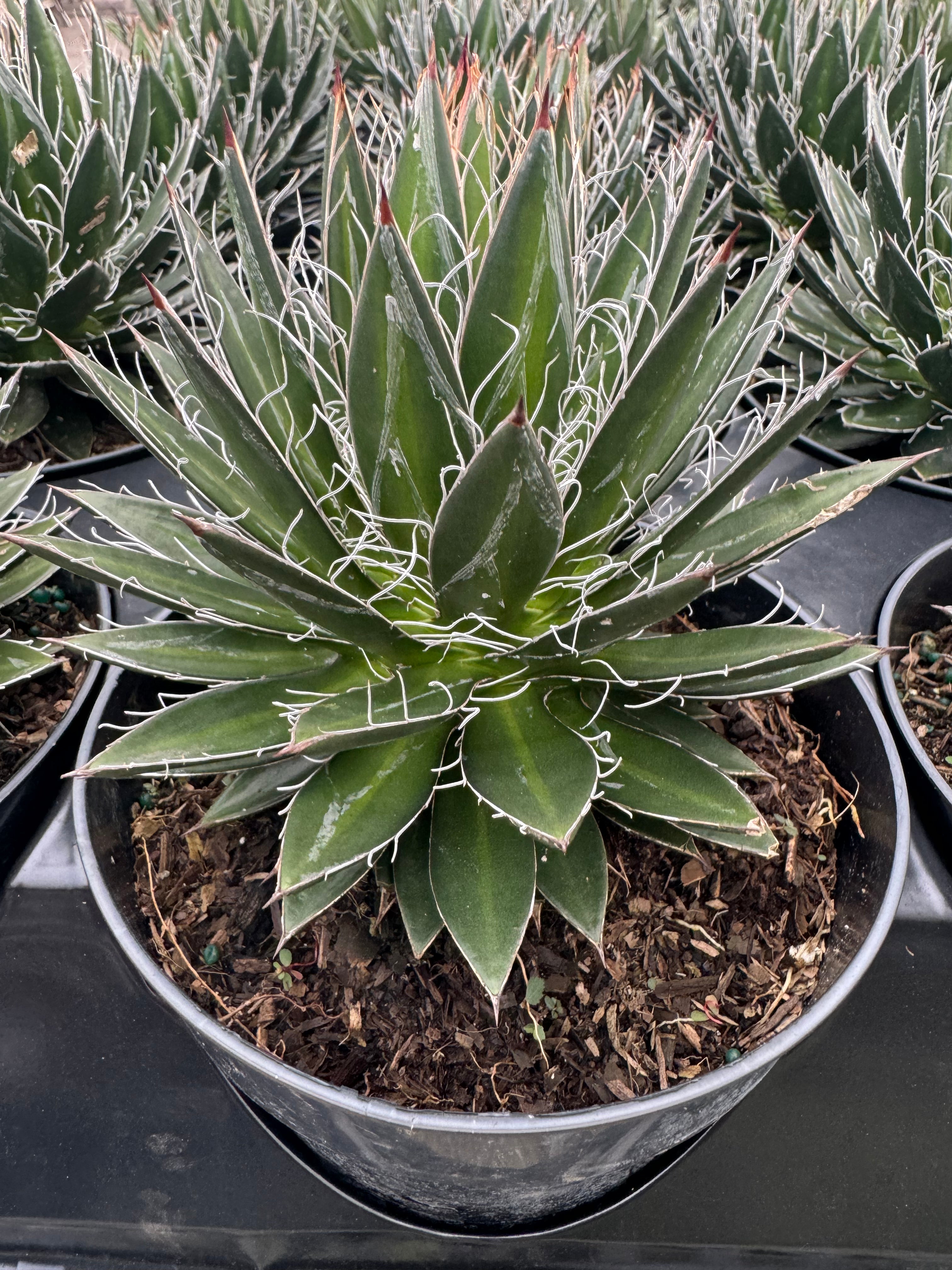 Agave Black Widow Schidigera, Century Plant