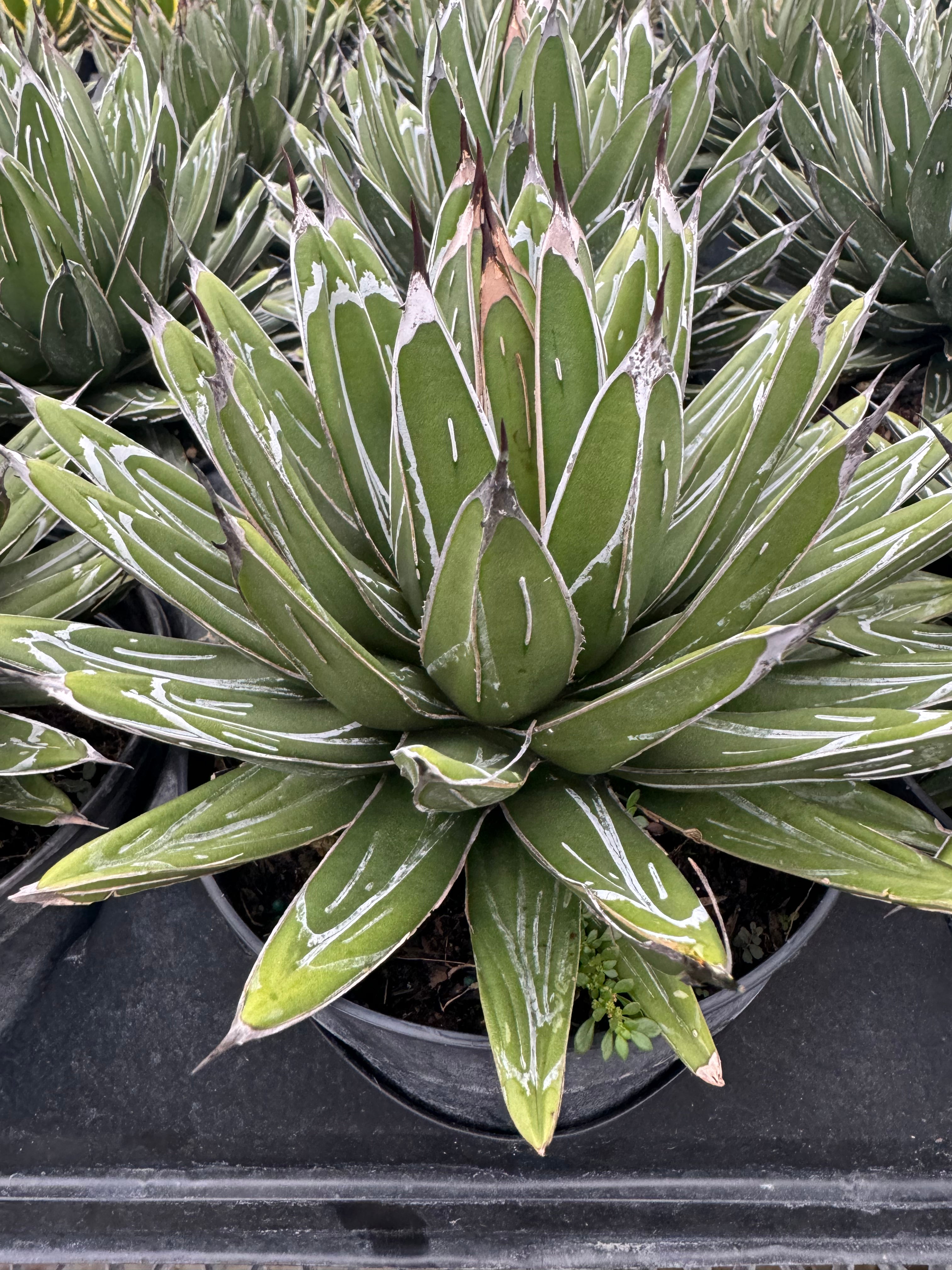 Agave Queen Victoria Reginae Porcupine