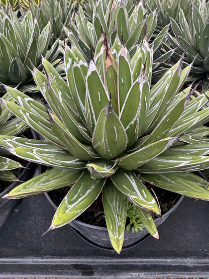 Agave Queen Victoria Reginae Porcupine