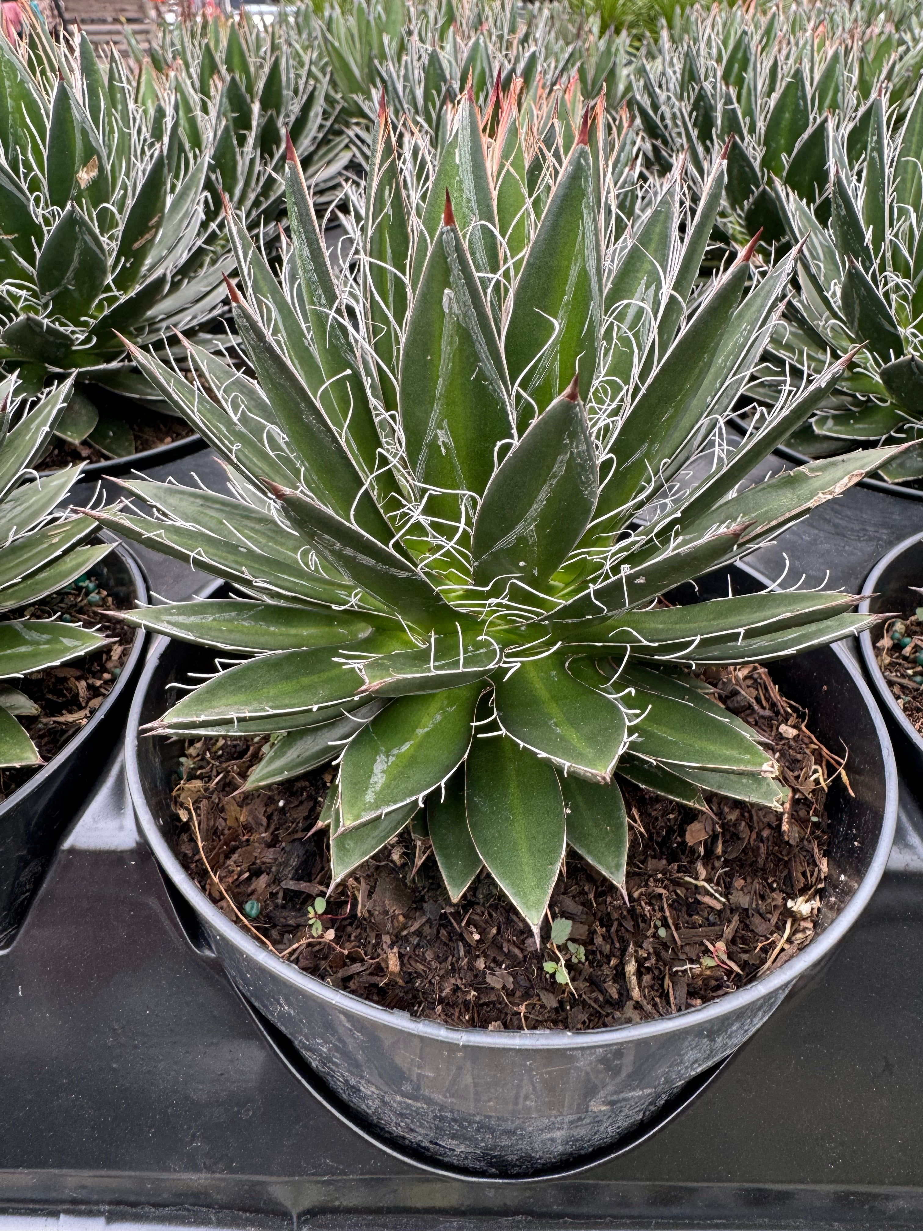 Agave Black Widow Schidigera, Century Plant