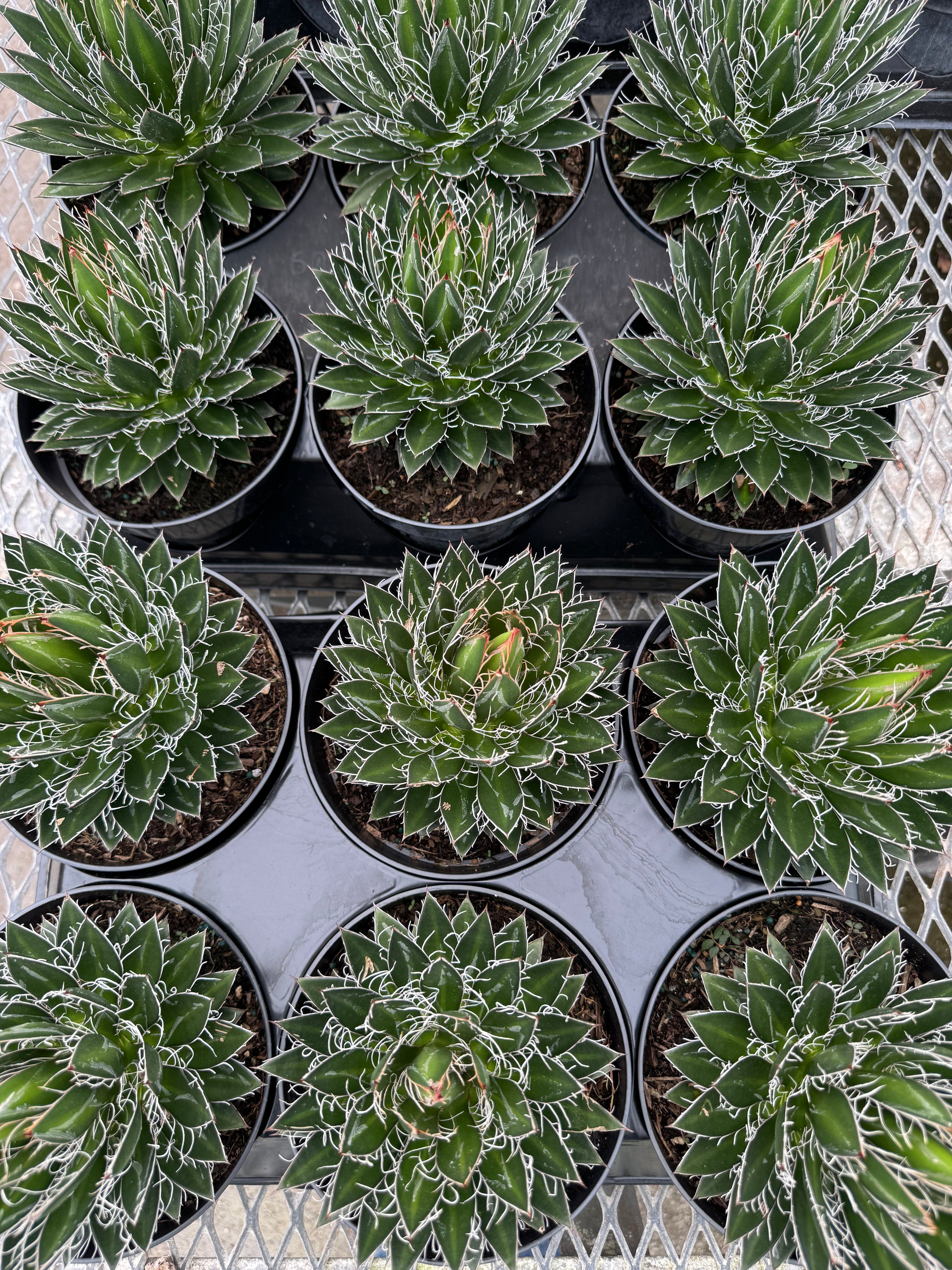 Agave Black Widow Schidigera, Century Plant