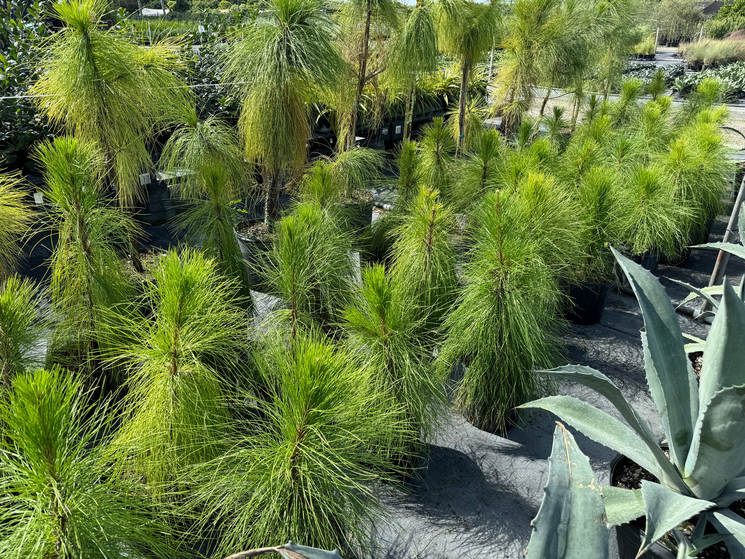 South Florida Slash Pine, Pinus Elliottii Densa