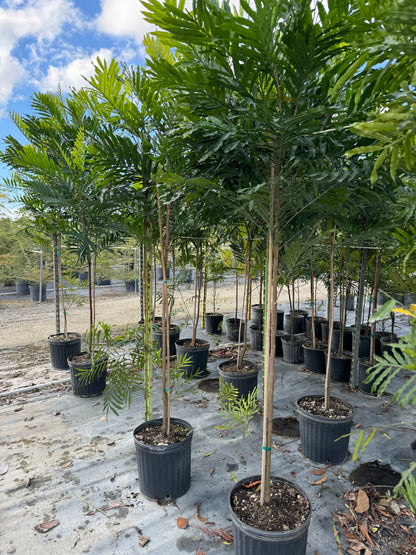 Japanese Fern Tree, Filicium Decipiens | Eureka Farms