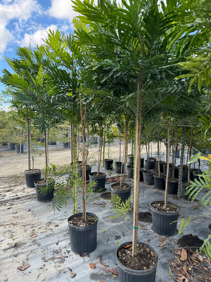 Japanese Fern Tree, Filicium Decipiens