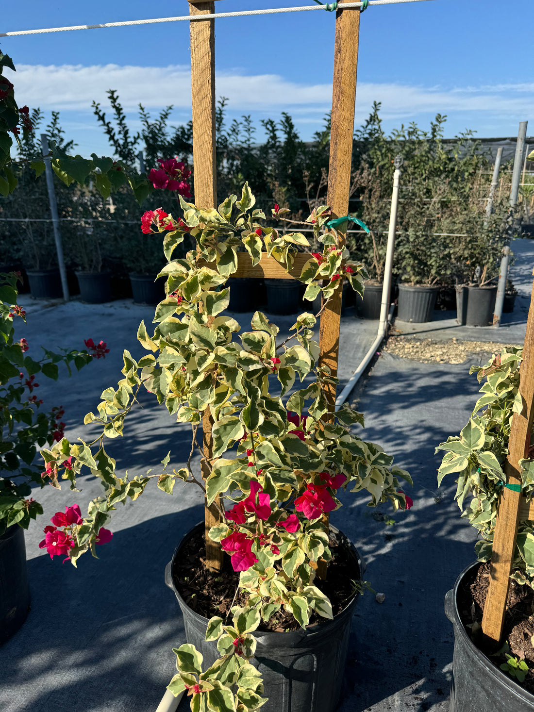 Bougainvillea Variegated Red Flower Tree in Trellis, Raspberry Ice Flowering Tree