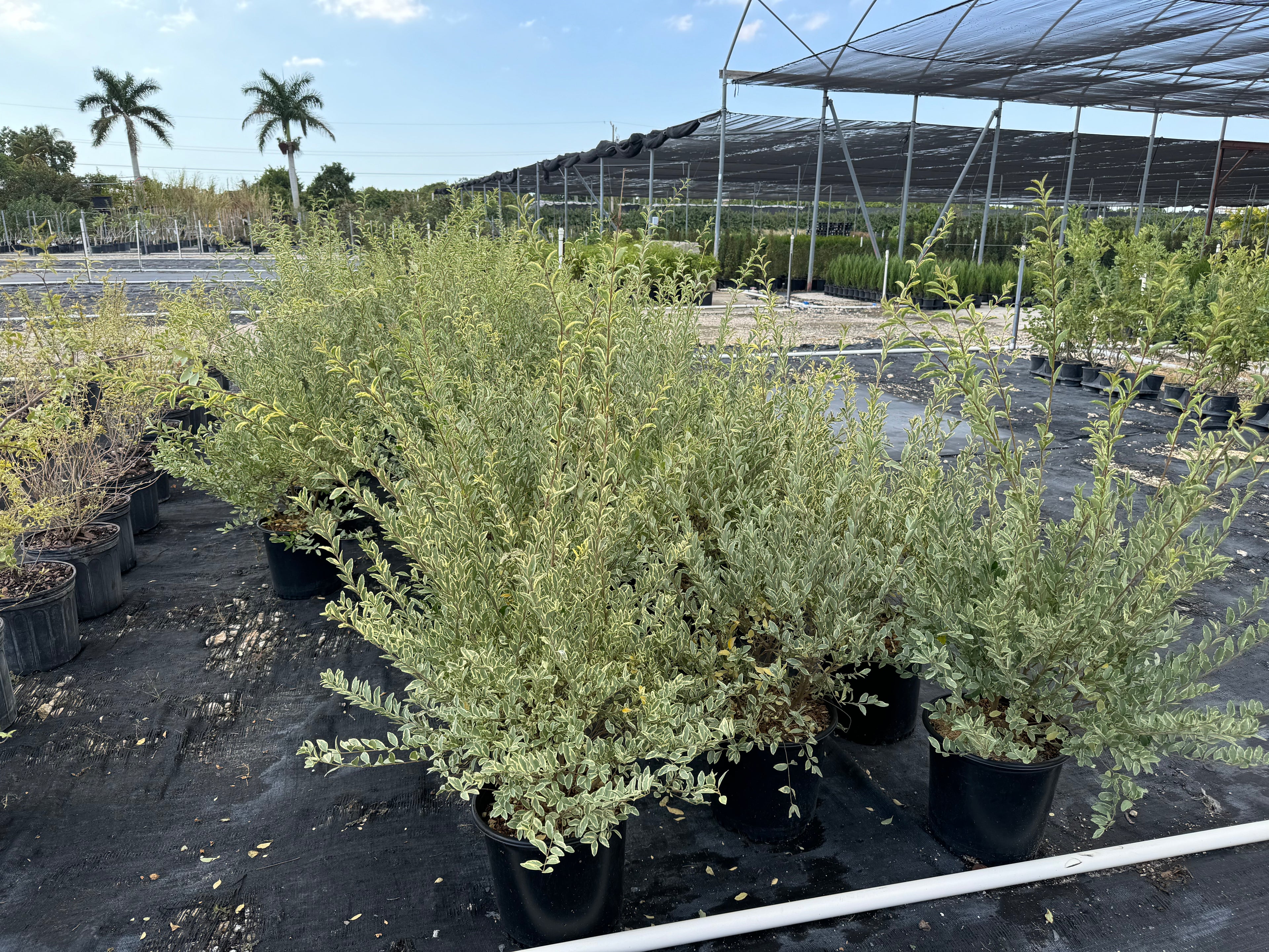 Ligustrum Sinense Variegated Privet Tree