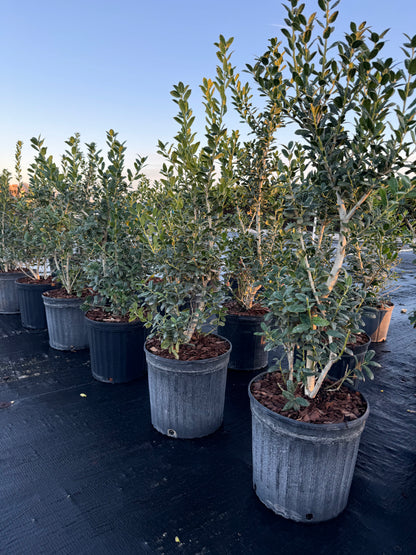 Ilex Cornuta Dwarf Burford Holly