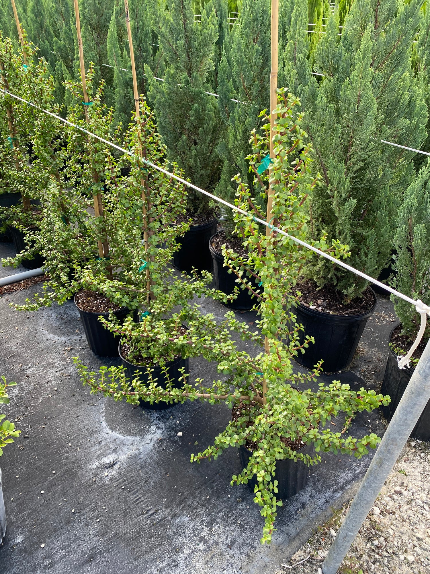 afra jade plant Portulacaria Afra, Elephant Bush Jade Tree