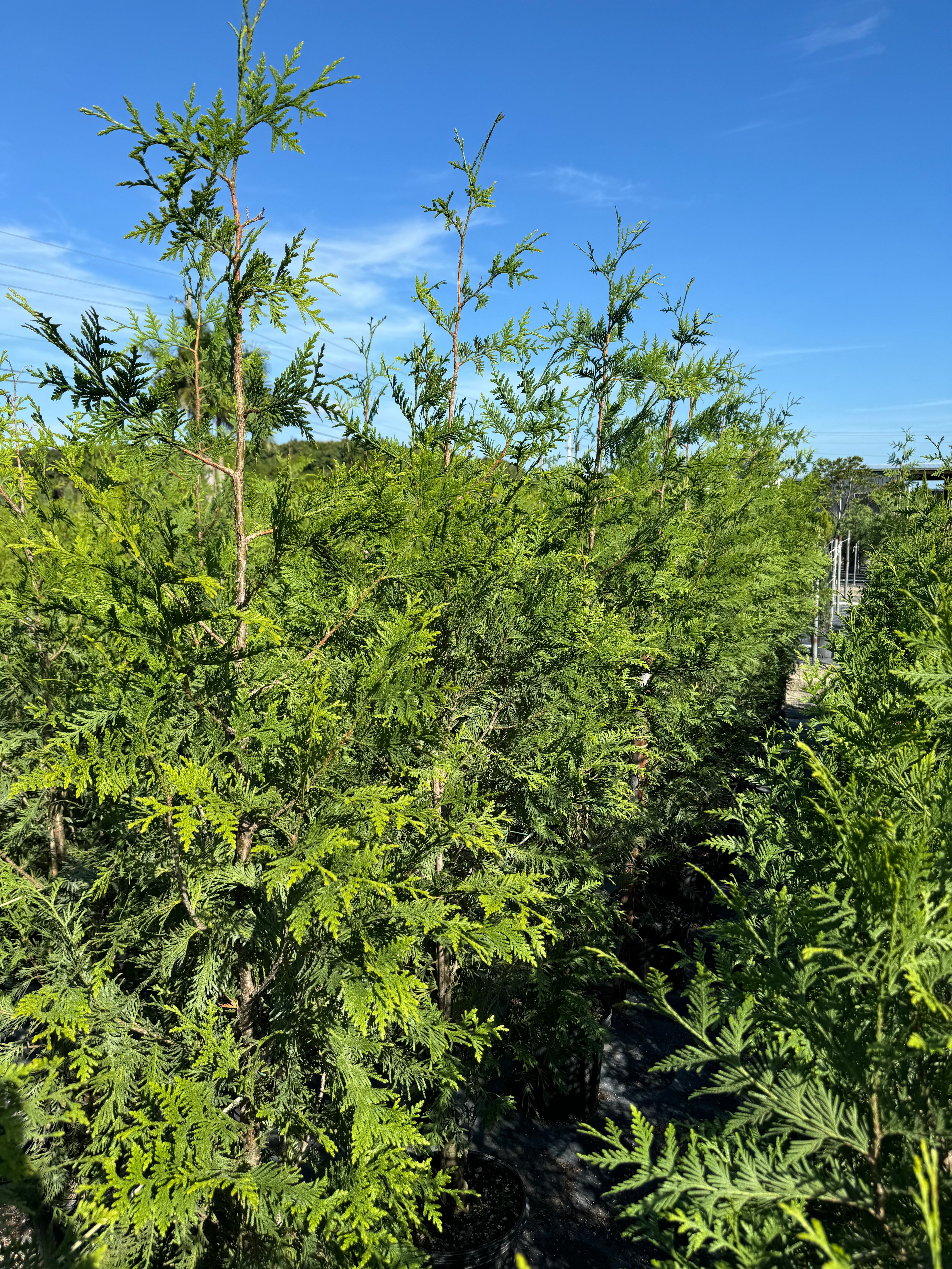 Thuja Green Giant Arborvitae