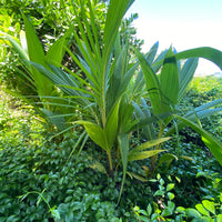 Coconut Palm Tree, Green Malayan Cocos nucifera